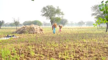 Tarlasında çiftçiler var. Kadın köylüler trasher makinesiyle hasat için mahsul topluyorlar. Tarım endüstrisi kavramı.