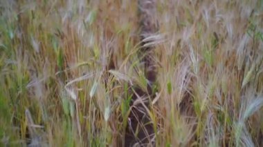 Dikenli buğday tanecikli 4K görüntüler rüzgarı sallıyor. Tahıl hasadı yazın olgunlaşır. Tarım sektörü kavramı.