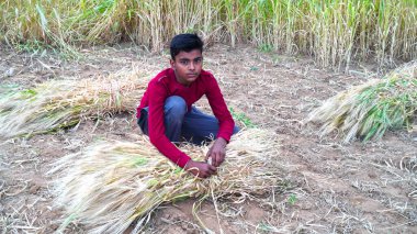 Hintli çocuk tarım alanında tomar tomar yapıyor. Tarım arazilerinde tutulan çekici buğday bitkileri.