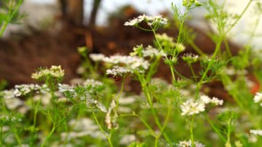 Coriandrum bitkilerindeki kırmızı bayan böcek. Kırmızı dişi böcekli yeşil Coriandrum Sativum bitkileri. Kırmızı dişi böcekler koriandrum çiçeklerinde sürünüyorlar..