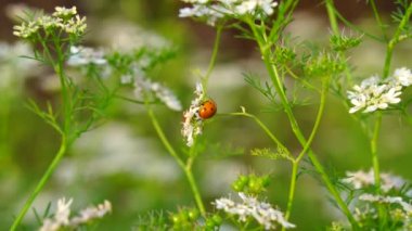 Coriandrum çiçeklerindeki küçük kırmızı bayan böcek. Coriandrum çiçeklerinde açan güzel çiçekler. Doğa konsepti.