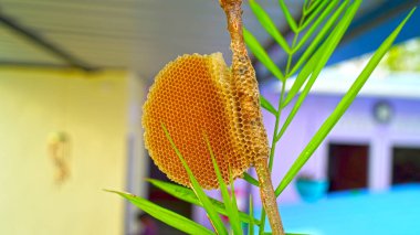 Close up shot of Bee hives. Empty bee hives without flies and yellow colors. Honey comb closeup without flies and micro holes.