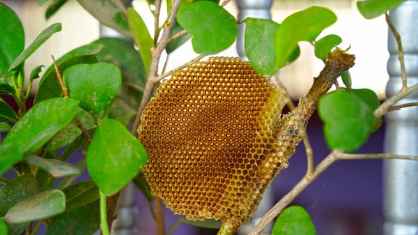 Bee nest or Bee hives with attractive micro cells. Yellow comb without cells with green leaves. Yellow honey comb closeup.