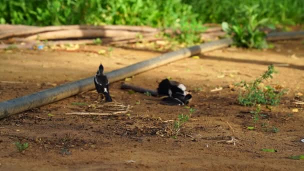 오스트 레일리 아산 까치 새장을 막고 있다. 까치 새 ( 영어 : Magpie) 는 오스트레일리아 와 남부 뉴기니아 에 자생하는 중간 크기의 검은 색 과 흰색의 새 이 다. — 비디오