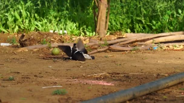 Slow motion footage of oriental Magpie robin. Copsychus saularis is a small passerine bird struggling with each other open park. — ストック動画