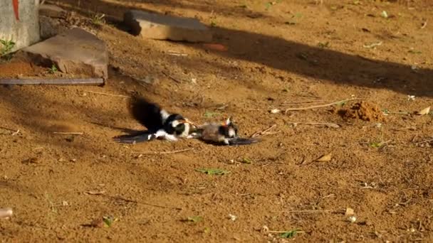 4k footage video of Magpies adventuring in the local park. Beautiful birds with attractive little sparrow birds. — Vídeo de Stock