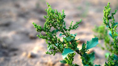 Green wild plant with balls and leaves of White goosefoot or Chenopodium Album. Chenpodium plant with new budding natal flowers.