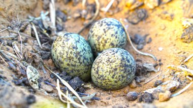 Eggs of North American womb type of Plover in camouflaged nest. Nest with Three eggs Vanellus spinosus, with pebbles.
