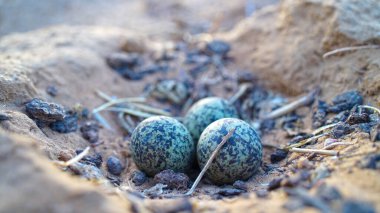 Incubating eggs of Spur Lapwing with attractive calcium cover. Three eggs of Plover birds holding in natural ground nest.