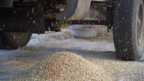 Montón de grano de trigo recogiendo en el suelo de una máquina de golpeteo. Cosecha y corte de cultivos de trigo de la máquina de hierro. — Vídeo de stock