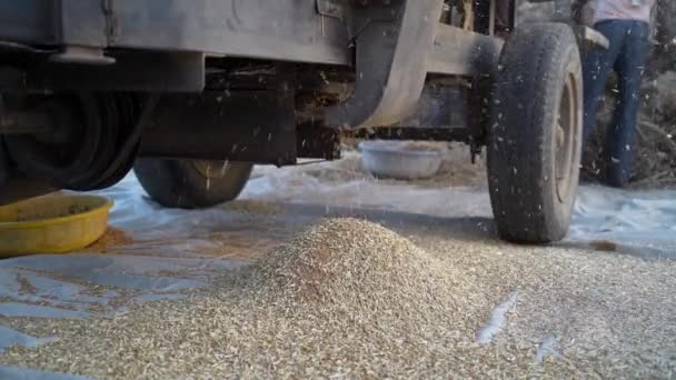小麦や三畳紀の穀物のスラッシング.小麦大麦から穀物を収集するスラッシングマシンの映像. — ストック動画