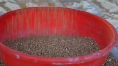 Tarım endüstrisi konsepti. Triticum tanecikleri modern dayak makinesiyle sepette toplanıyor..