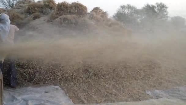 Farmers reenacting the old farm works with an modern threshing machine. Crop thrashing and dust smog in a field. — Stock Video