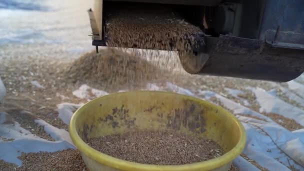 Getreide nachspielen und sammeln aus modernen Dreschmaschinen. Weizen- oder Triticum-Erntekonzept. — Stockvideo