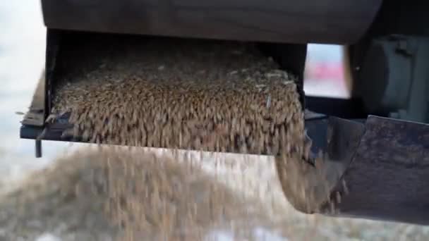 El grano de trigo recogiendo de la máquina de trituración a la cesta. Concepto de cosecha y trituración de cultivos Triticale. — Vídeos de Stock