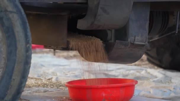 プラスチック製のバスケットに小麦や三畳紀の穀物の4k映像。バスケットに収集した小麦の種子と穀物。小麦粒の粉砕と収穫の概念. — ストック動画