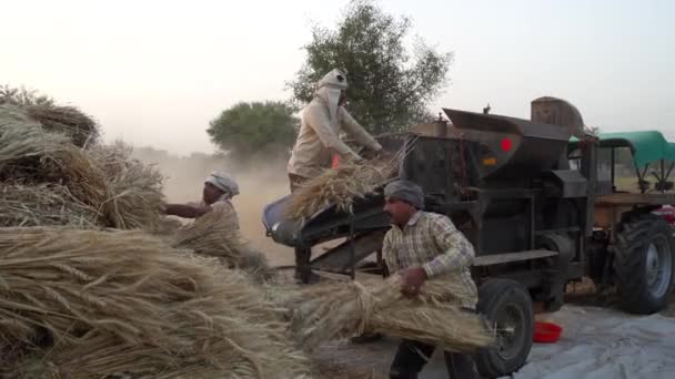 Contadini che lavorano sul campo e sbattono il grano con la macchina da foraggio. Raccolta delle colture dalla trituratrice. — Video Stock
