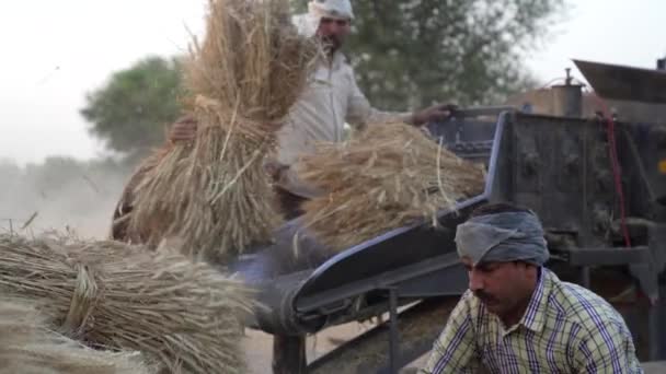 Erntezeit-Konzept in Indien. Bauern sind damit beschäftigt, Getreide aus Dreschmaschine zu sammeln. — Stockvideo