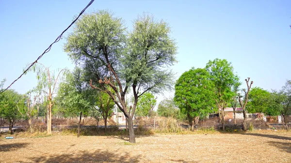 Acacia Boom Takken Bladeren Het Voorjaar Natuurconcept — Stockfoto