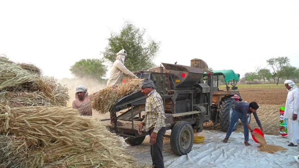 脱穀機は農場で働いていて、農家は植物や小麦を脱穀するのに忙しい。. — ストック写真