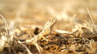 Kısa bacakları olan pürüzsüz vücutlu bir kertenkele. Çoğunlukla tropikal ve ılıman bölgelerde bulunur..