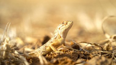 Podarci Hispanikus ya da İber duvar kertenkelesi yakın plan. Podarci cinsinin küçük bir duvar kertenkelesidir..