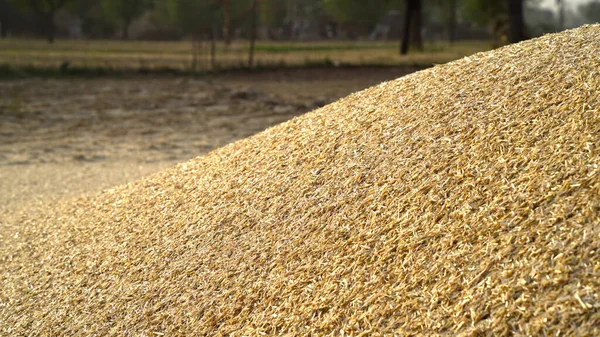 山地金黄稻壳质堆在农田里.草堆或小麦或黑麦. — 图库照片