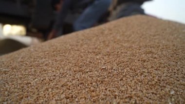 Buğday yığını yerde. Çiftçi tahılları dağ yığınına döküyor. Tarım endüstrisi kavramı.