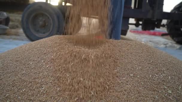 Куча пшеницы держится на земле после молотилки. Горная куча Тритикума или пшеницы на земле. — стоковое видео