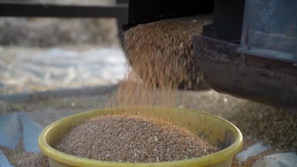 Vete eller råg som samlas i en plastkorg. Filtrering av vetekorn från en Thresher maskin. — Stockvideo