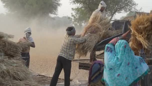 Conceito de temporada emocionante. Os agricultores estão ocupados para debulhar a colheita e separar o grão de trigo da palha da casca. — Vídeo de Stock