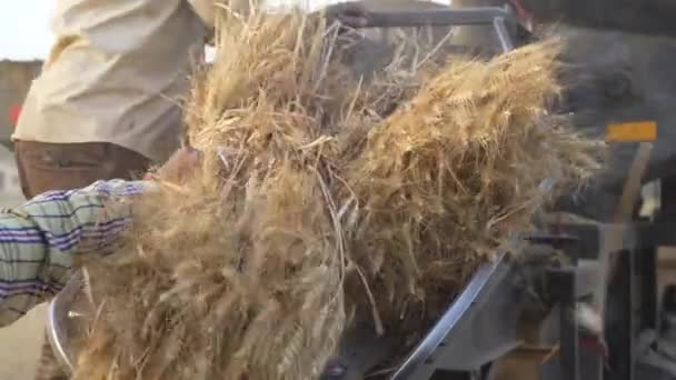 农民们在打谷机上干活，推着一堆小麦重新翻耕。农业工业概念. — 图库视频影像