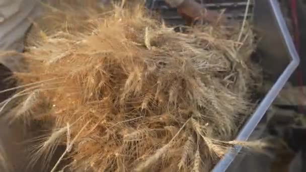 Wheat pushing in thresher machine for separating and reenacting. Wheat grain separating from husk straw. — Stock Video