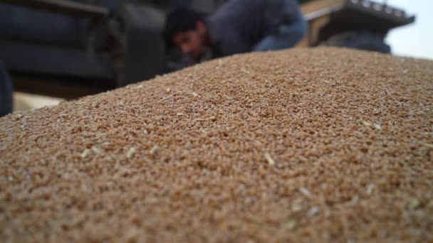 농부들은 타작마당에서 밀을 수확합니다. 밀알을 가득 담은 장면. — 비디오