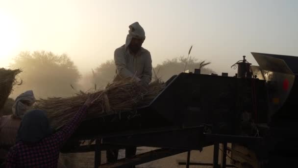 Högar av vete eller Triticum som pressar in tröskmaskin för att separera säd från skal halm. 4K-bilder. — Stockvideo