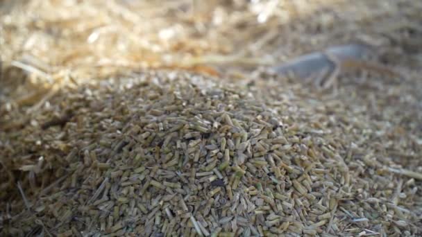 Haufen von Weizen oder Roggen auf dem Boden nach der Ernte. Weizenkörner schälen Stroh nach dem Dreschen. — Stockvideo