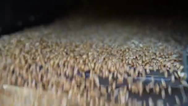 Organiczny żółty złoty pszenica lub żyto trzęsie się w sito wewnątrz kombajnu i jest filtrowany. — Wideo stockowe