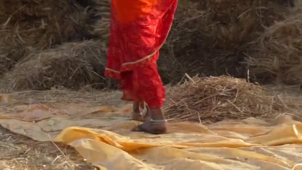 Imágenes de piernas de mujeres cubiertas de saree. Patas de primer plano de las agricultoras, moviéndose sobre el suelo. — Vídeos de Stock