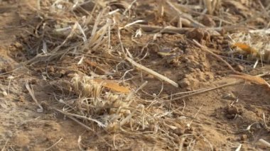 Yerde hareket eden bir kertenkele. Kahverengi, kertenkele görüntüsü. Bir tarım alanında 4k görüntü.