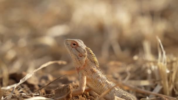 Nahaufnahmen von Gartenechsen am Boden, die mit scharfen Augen sehen. Reptilien-Eidechse in einem Ackerland. — Stockvideo