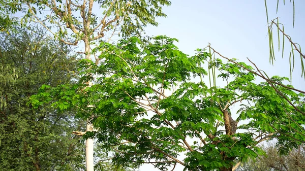 Ranged Green Sajna Leaves Естественная Моринга Оставляет Дерево Зеленым Фоном — стоковое фото