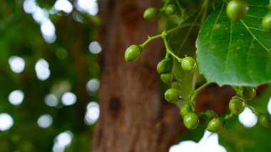 Olgun sümüklü baloncuklar, cummingcordia, tutkal çileği, anonang, pembe inci, kuş limonu ağacı, Hint kirazı, Booch, Lasoda Tenti Dela Gunda Lasura Lasura Bhokar turşu yapmak için kullanılır.