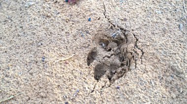 Boş arazide köpek ayak izi var. Köpek kum üzerinde yürür - ayak.
