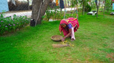 03 Mayıs 2021 - Reengus, Sikar, Hindistan. Yaşlı Hintli kadın bahçede kuru yapraklar ve dallar topluyor..