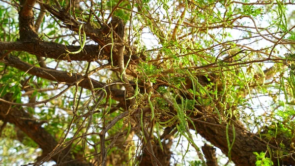 Świeże Pyszne Strąki Sagari Lub Khejari Wiszące Gałęzi Drzewa Prosopis — Zdjęcie stockowe