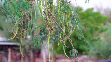 Sallanan taze saangari kabuklarına ya da prosopis cineraria ağacının yeşil meyvelerine yakın durun..