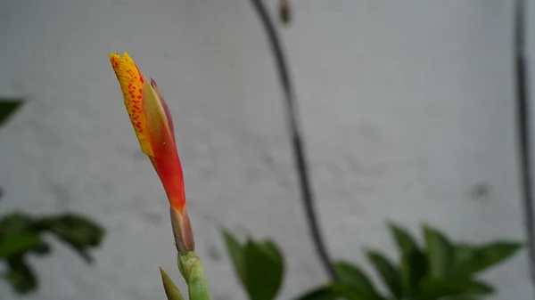 Gelbe Blume Mit Roten Punkten Canna Indica Gelbe Blume Blüht — Stockfoto
