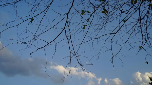 Niesamowity Widok Starych Gałęzi Drzew Liściastych Izolowanych Tle Nieba — Zdjęcie stockowe
