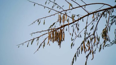 Güneş ışığı yeşil kapsüllere ya da fasulyelere düşer. Uzun kapsüller ya da akasya fasulyeleri ya da mavi gökyüzü arkaplanlı Babool yaprakları.