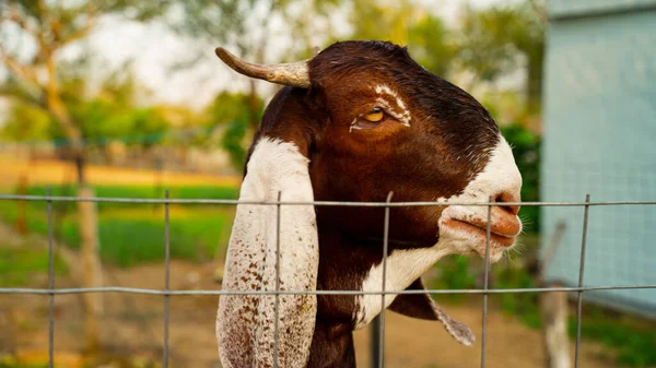 Cabra Marrón Mascota Detrás Red Triste Enfoque Selectivo Cabra Detrás — Foto de Stock